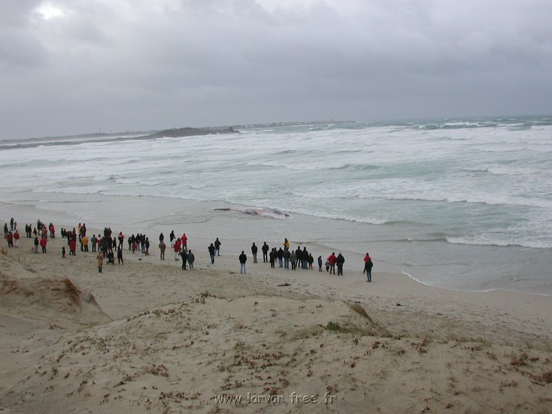 baleine1.JPG