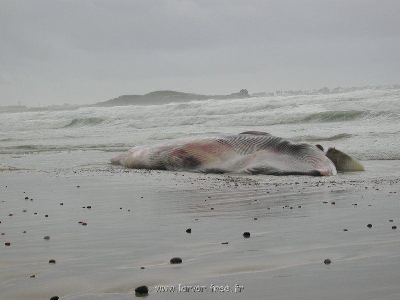 baleine2.JPG