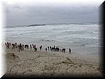 baleine1.JPG
