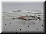 baleine2.JPG